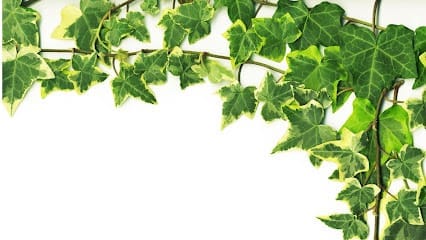 Herbolario Hedera Belardenda – Huarte