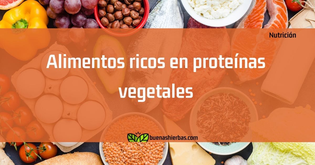 Alimentos ricos en proteínas vegetales