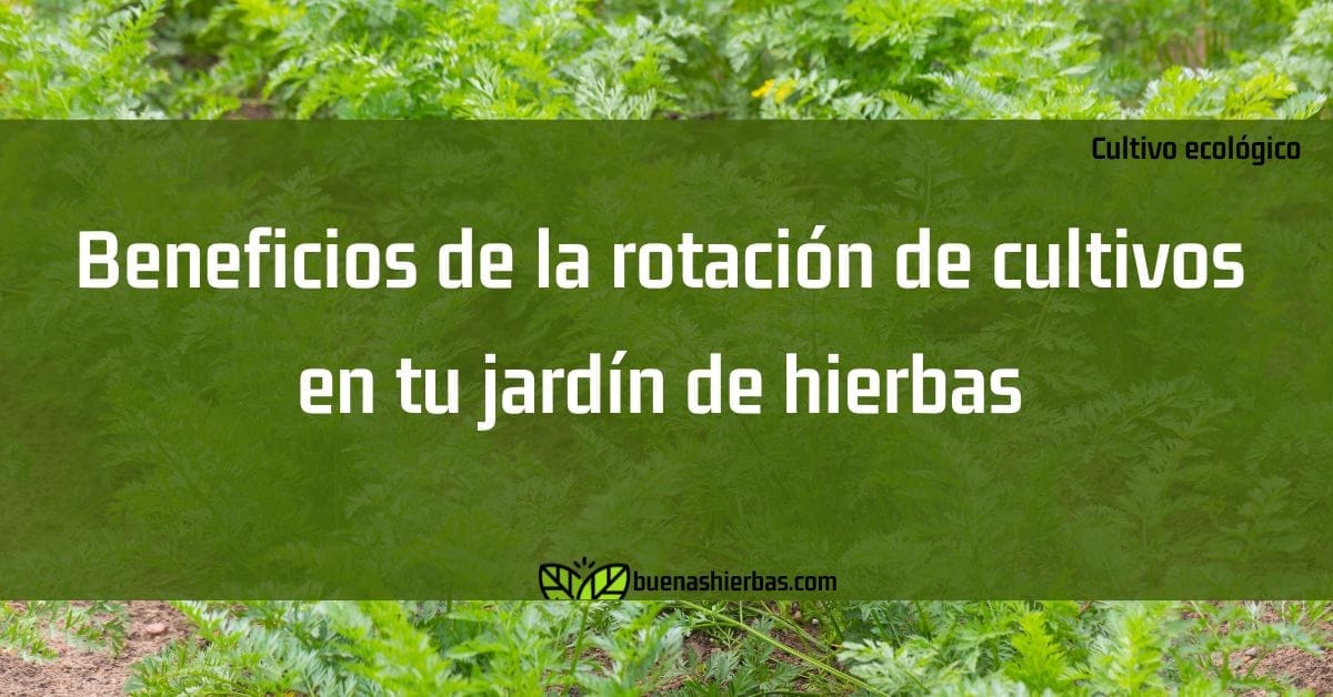 Beneficios de la rotación de cultivos en tu jardín de hierbas