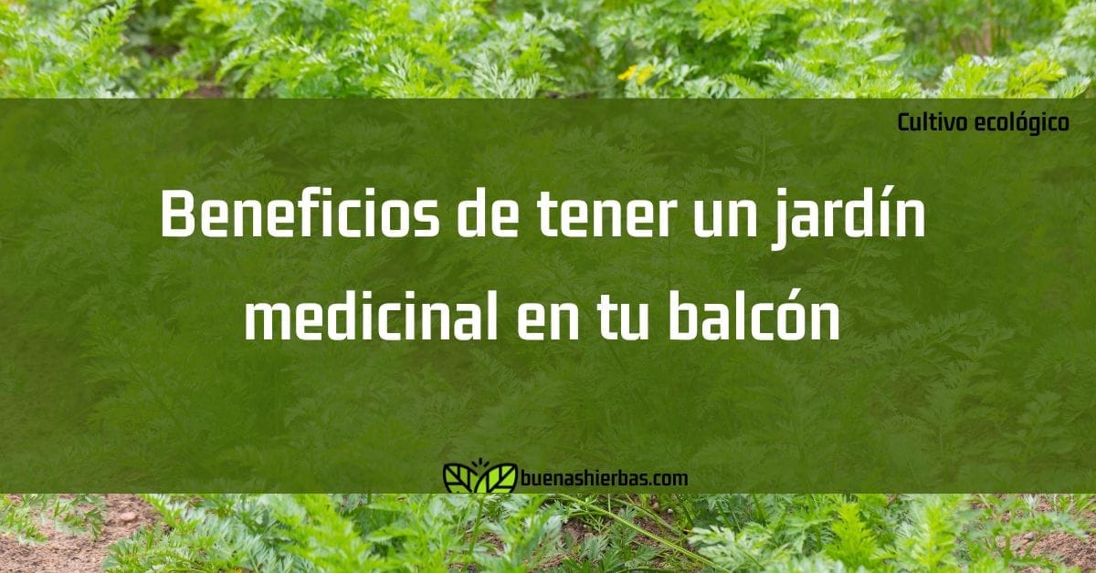 Beneficios de tener un jardín medicinal en tu balcón