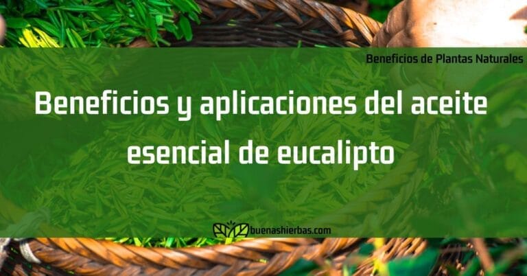 Beneficios y aplicaciones del aceite esencial de eucalipto