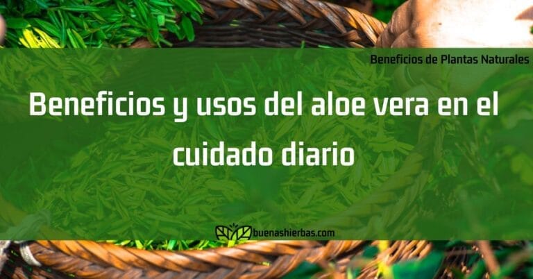 Beneficios y usos del aloe vera en el cuidado diario