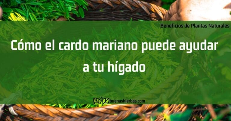 Cómo el cardo mariano puede ayudar a tu hígado