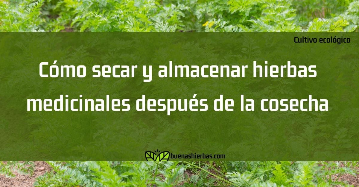 Cómo secar y almacenar hierbas medicinales después de la cosecha