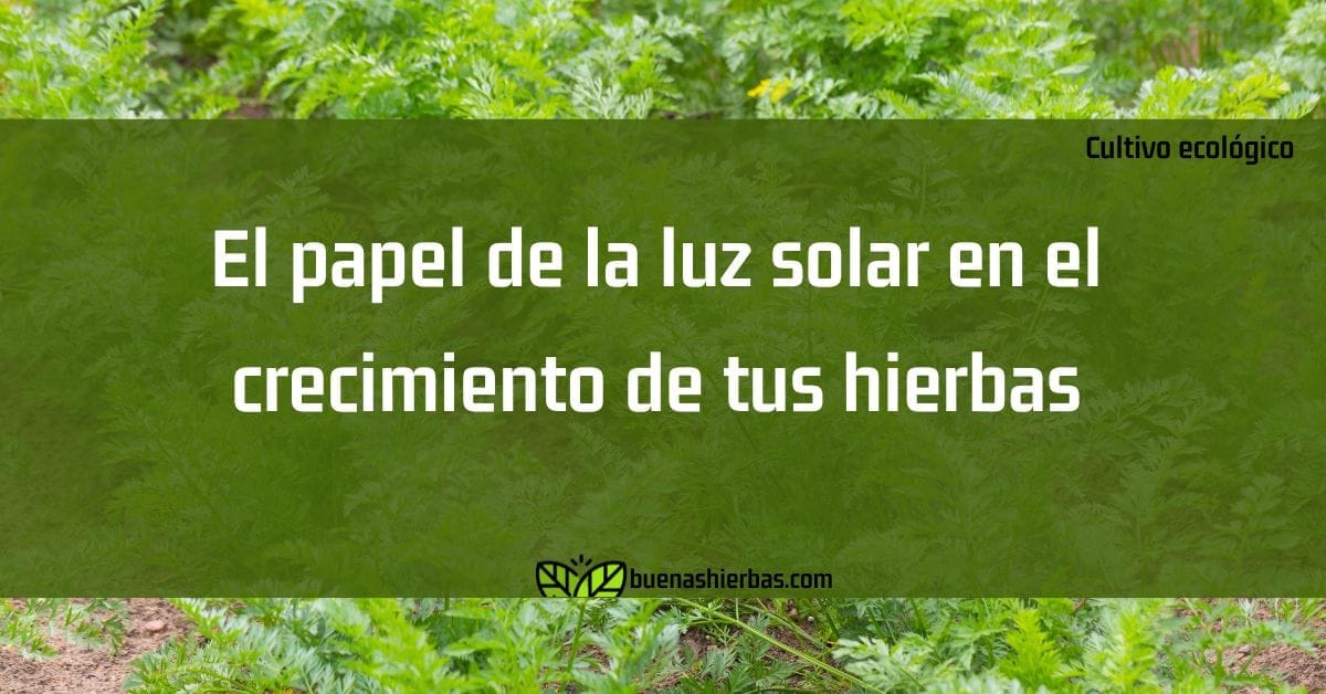 El papel de la luz solar en el crecimiento de tus hierbas