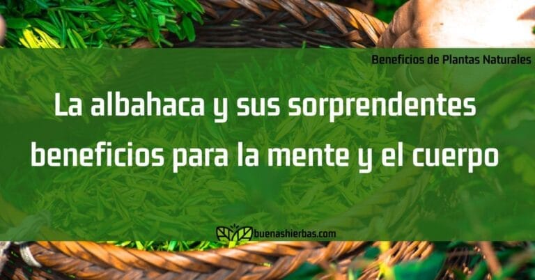 La albahaca y sus sorprendentes beneficios para la mente y el cuerpo
