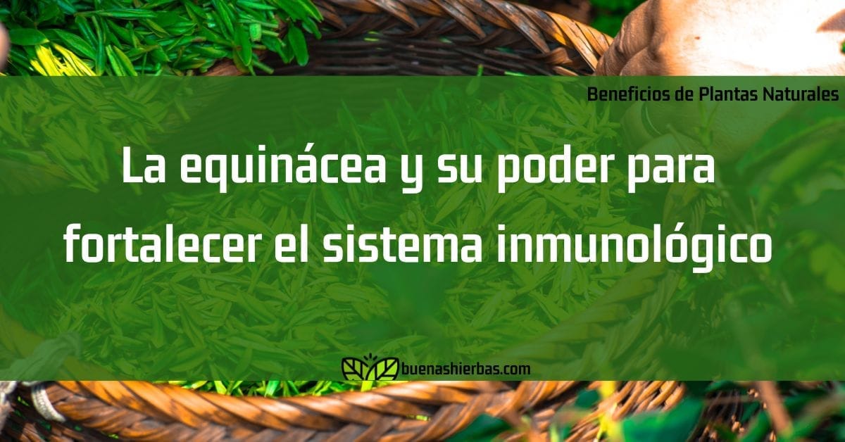 La equinácea y su poder para fortalecer el sistema inmunológico