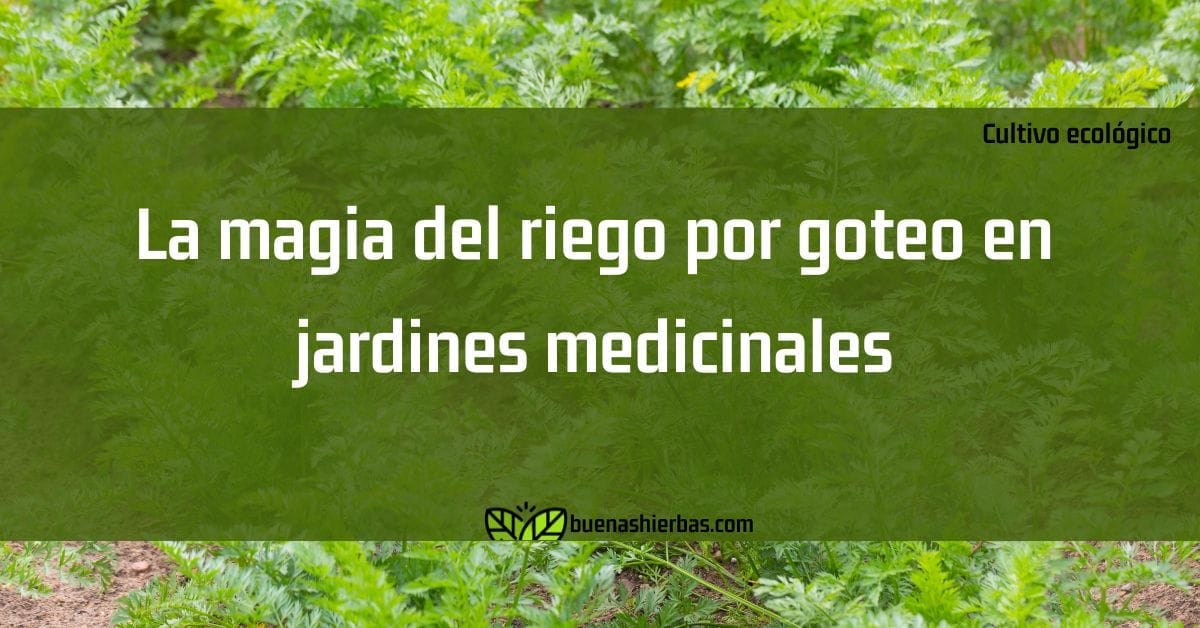 La magia del riego por goteo en jardines medicinales