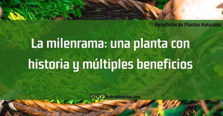 La milenrama: una planta con historia y múltiples beneficios
