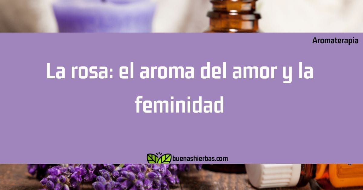 La rosa: el aroma del amor y la feminidad