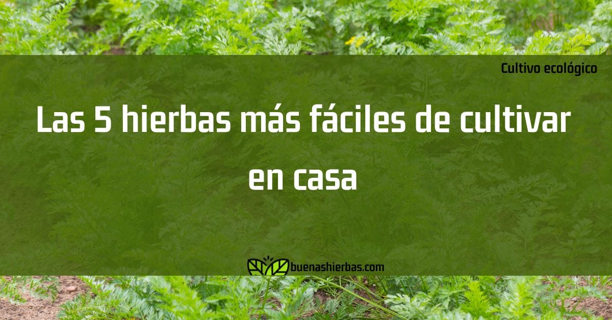 Las 5 hierbas más fáciles de cultivar en casa