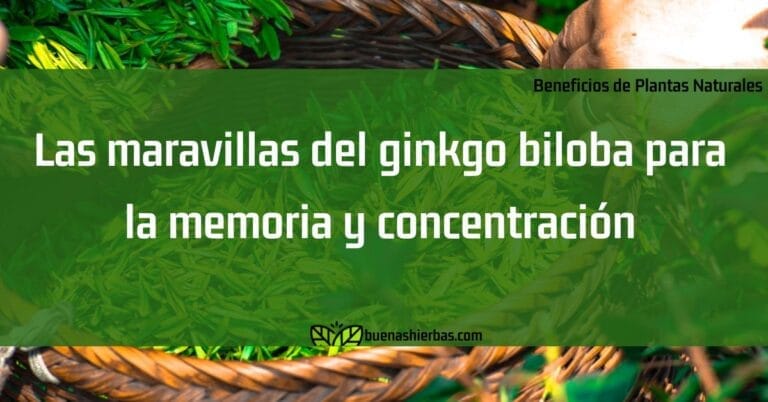 Las maravillas del ginkgo biloba para la memoria y concentración