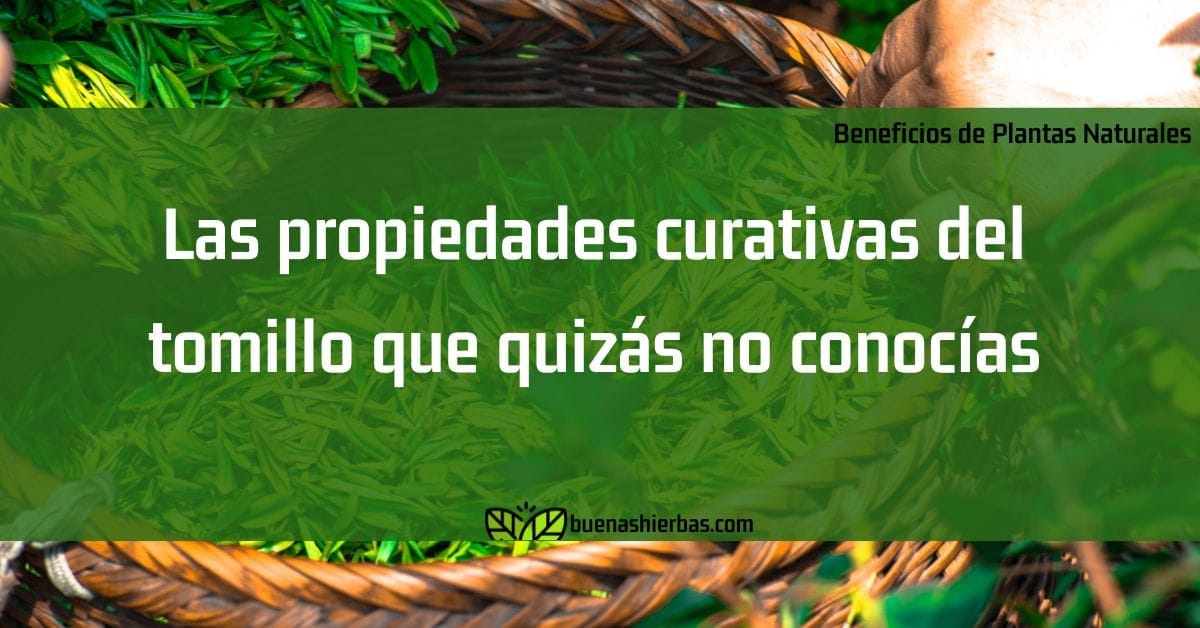 Las propiedades curativas del tomillo que quizás no conocías