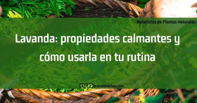 Lavanda: propiedades calmantes y cómo usarla en tu rutina