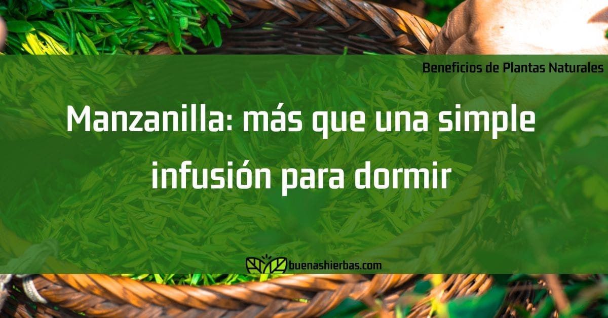 Manzanilla: más que una simple infusión para dormir