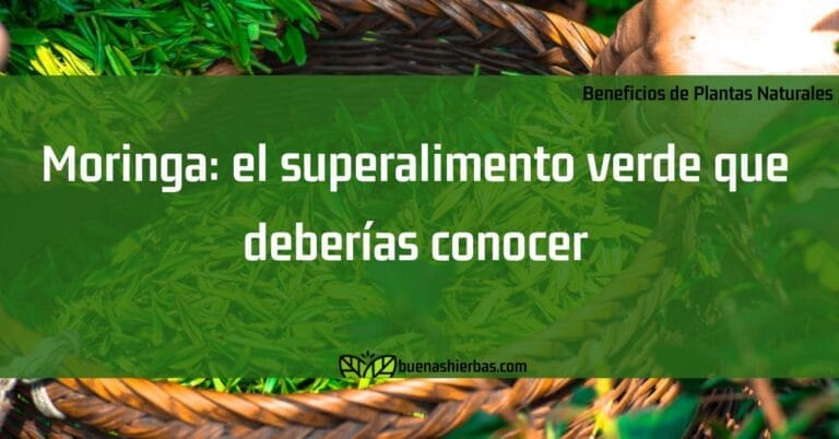 Moringa: el superalimento verde que deberías conocer