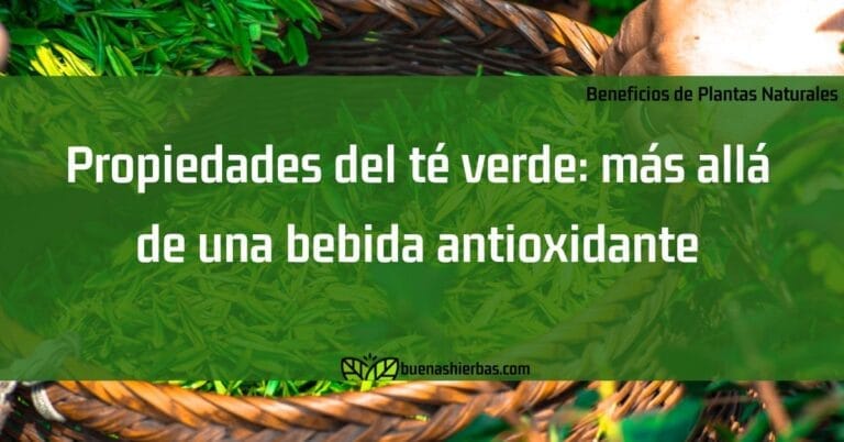 Propiedades del té verde: más allá de una bebida antioxidante