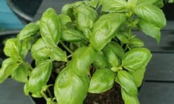 Cómo cultivar albahaca en casa: siembra, cuidados y cosecha