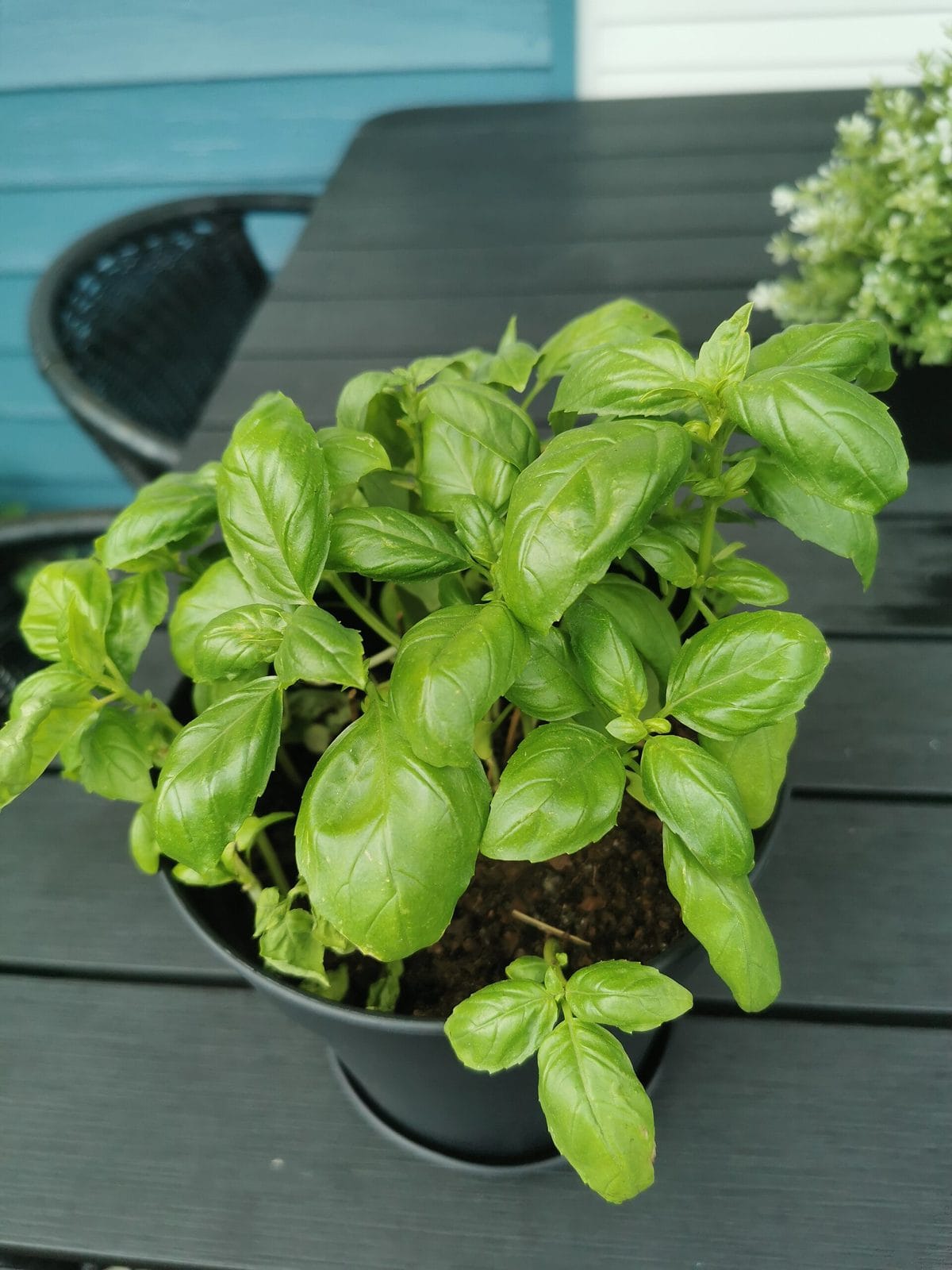 Cómo cultivar albahaca en casa: siembra, cuidados y cosecha