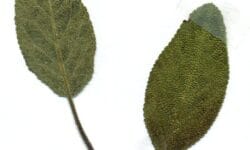 Salvia: usos tradicionales, infusión y contraindicaciones