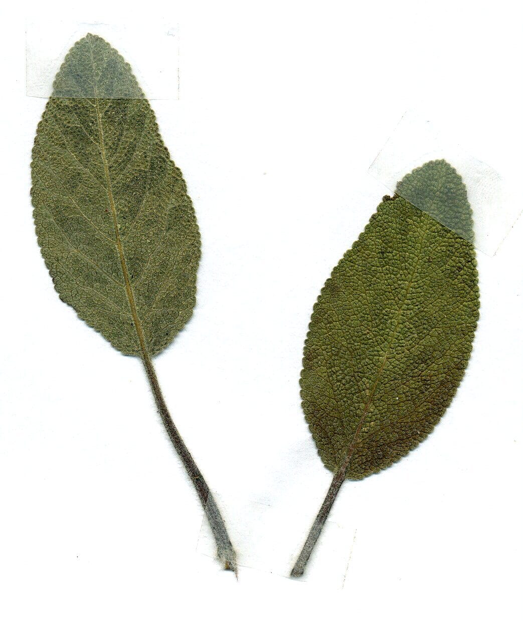 Salvia: usos tradicionales, infusión y contraindicaciones